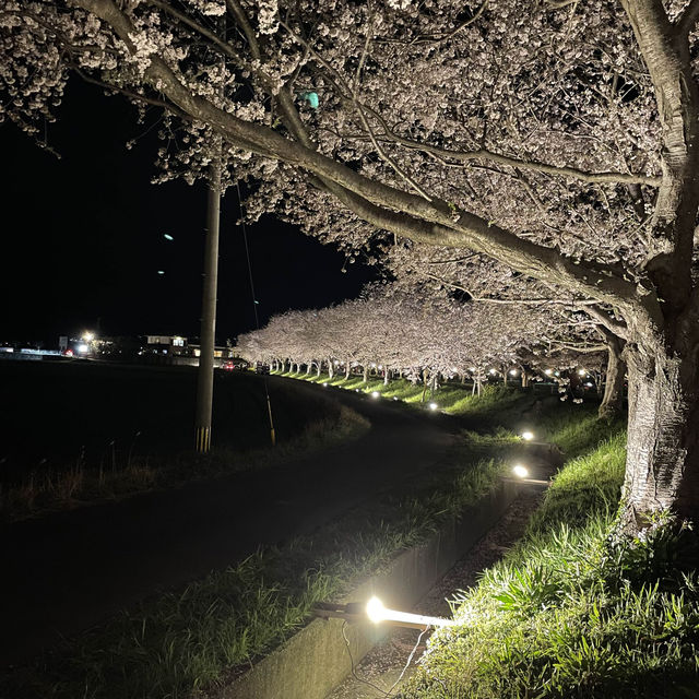 夜の川に映り込む桜のリフレクションが素敵