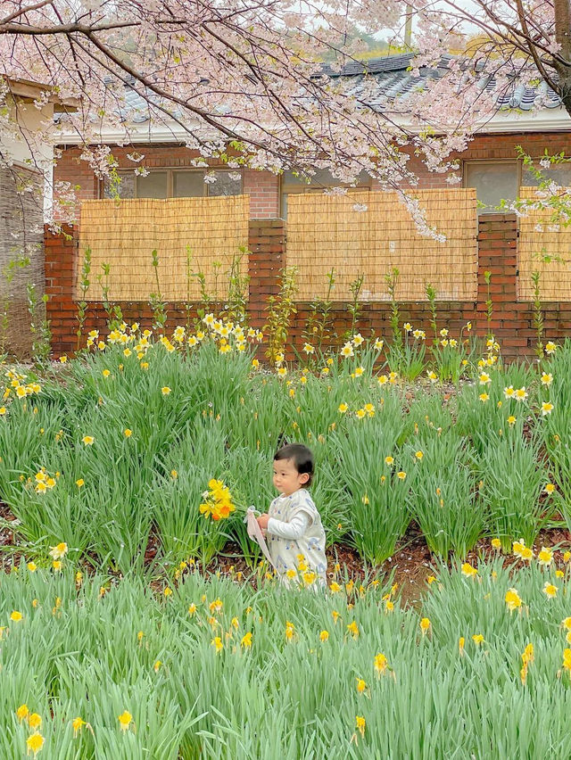 벚꽃+수선화 조합으로 벚꽃 막차타기🌸♥