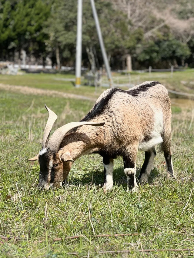 【福岡カフェ】地元で採れた素材を使ったスイーツやランチが楽しめる