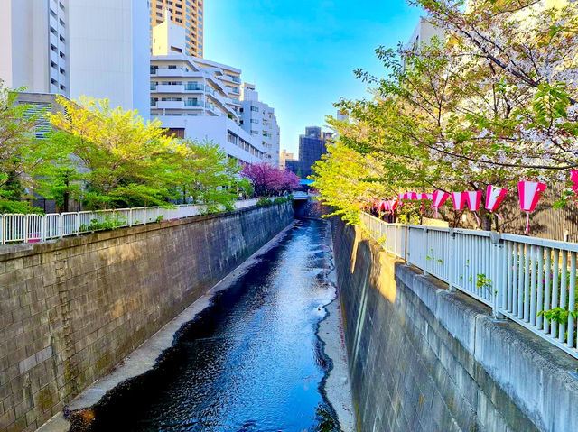 Meguro River Cherry Blossoms Promenade