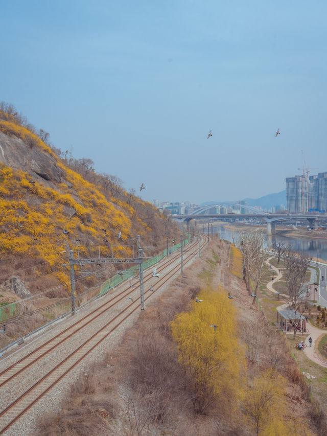 용비교에서 보는 노랗게 물든 “응봉산 개나리꽃🌼”