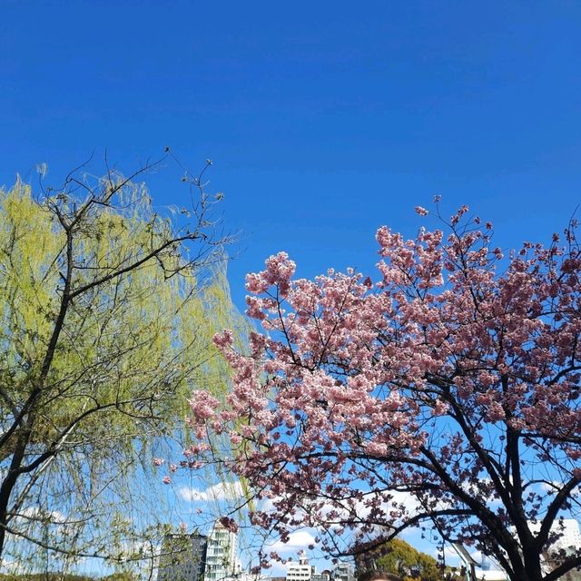Early spring in Tokyo filled with blessings