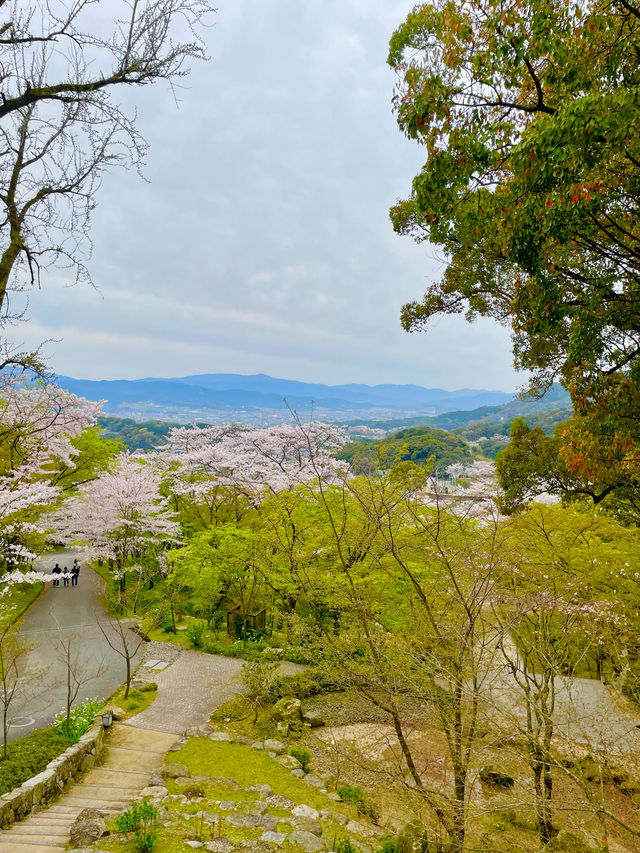 【太宰府市】桜、紅葉、新緑と季節を楽しめる神社