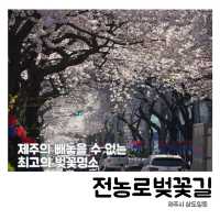 🌸 제주시의 봄을 대표하는 명소, 전농로벚꽃거리