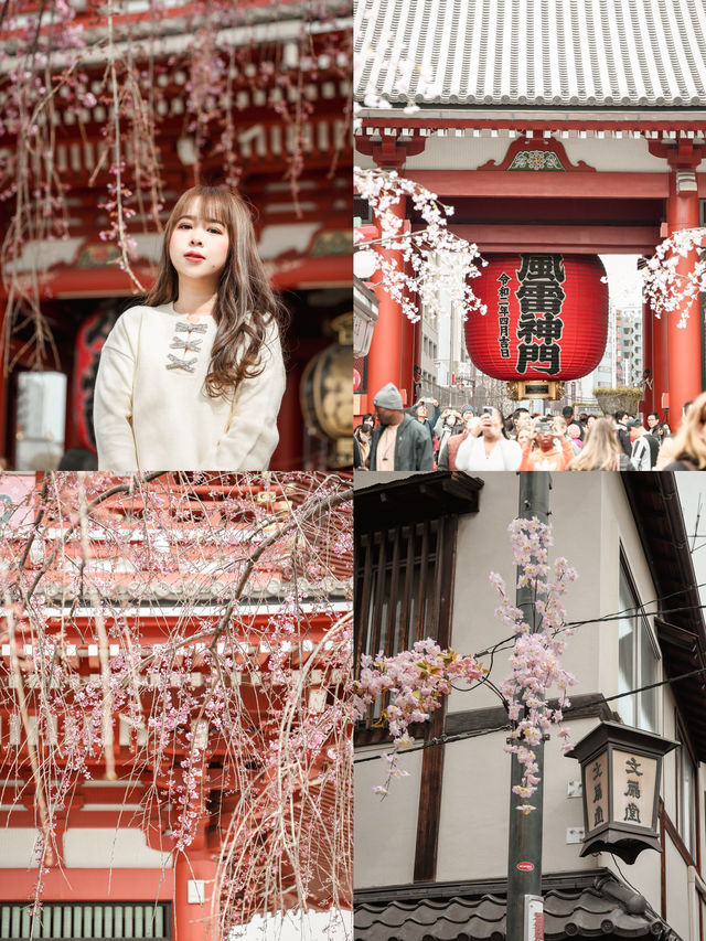 東京｜淺草寺櫻花美景 春日遊賞不可錯過🌸
