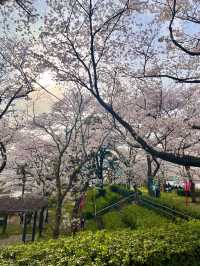 【鳥取　境港】灯台と桜が一緒に楽しめる公園