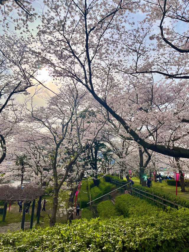 【鳥取　境港】灯台と桜が一緒に楽しめる公園