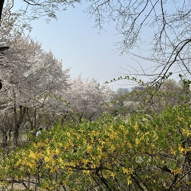 안양천의 벚꽃길을 따라 자전거 여행, 학운공원🌸