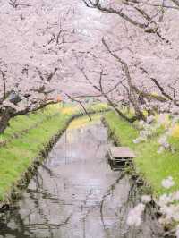 【埼玉の名所！】川越氷川神社の裏手にある桜並木が美しい！🌸