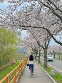 경주에 간다면 꼭 자전거 여행 해주세요🌸💖