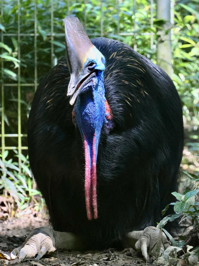 Lok Kawi Wildlife Park