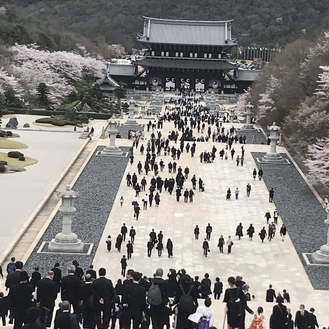 仏教の誕生日4/8さくら満開