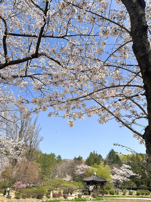 경주 벚꽃여행 🌸 명소 추천!