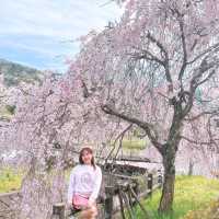 広島県　三原市　御調八幡宮