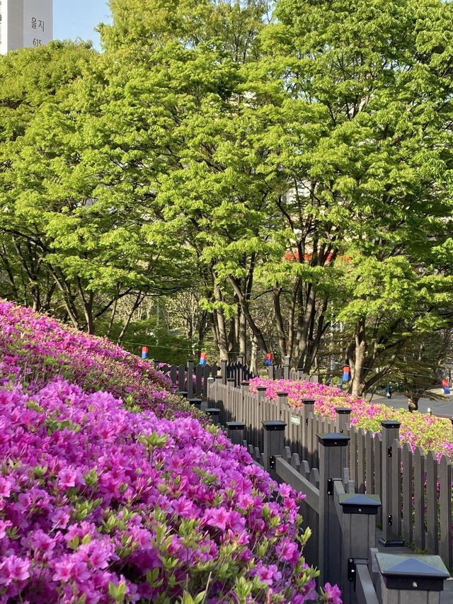 만개 임박🌸 군포 철쭉 축제