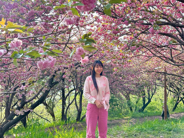 부산 겹벚꽃 제일 예쁜 민주공원🌸