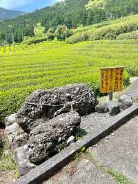 【岐阜】岐阜のマチュピチュと呼ばれる茶畑