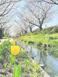 【神奈川】桜とチューリップと水辺で癒される