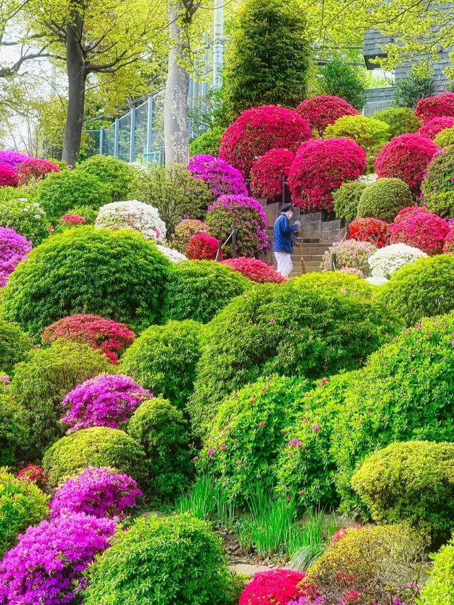 根津神社杜鵑花祭