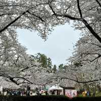 日本青森弘前公園櫻花