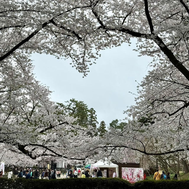 日本青森弘前公園櫻花