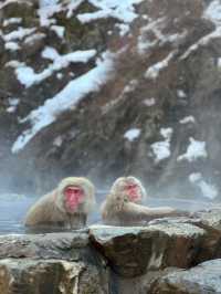 【長野】世界で唯一温泉に入るサルを間近で見れる場所