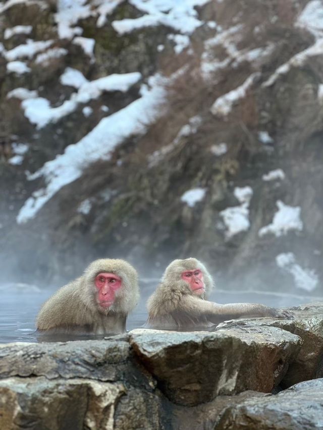 【長野】世界で唯一温泉に入るサルを間近で見れる場所