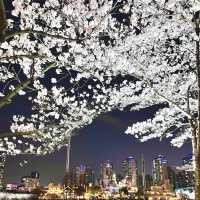 Breathtaking Blossoms at Seokchon Lake