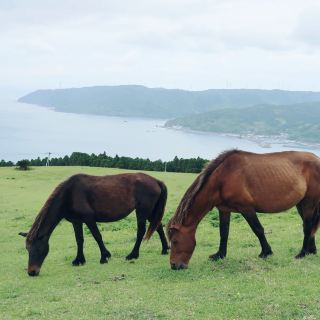 宮崎　都井岬　野生生物保護區