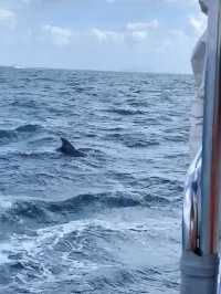 【天草観光】イルカに会える可能性90%以上🐬天草イルカウォッチング🐬