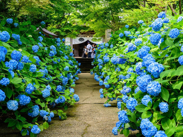 雲昌寺隱世繡球花花海