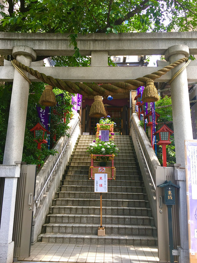 【集財祭/東京都】境内にあふれる見頃の紫陽花
