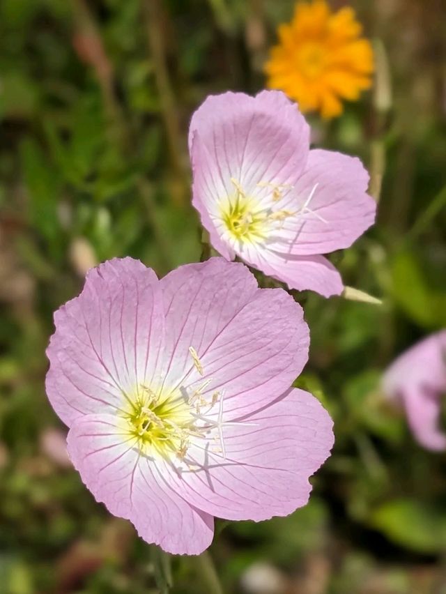 日本京都-賞花踏青的好去處：京都府立植物園