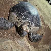 Sea turtle 