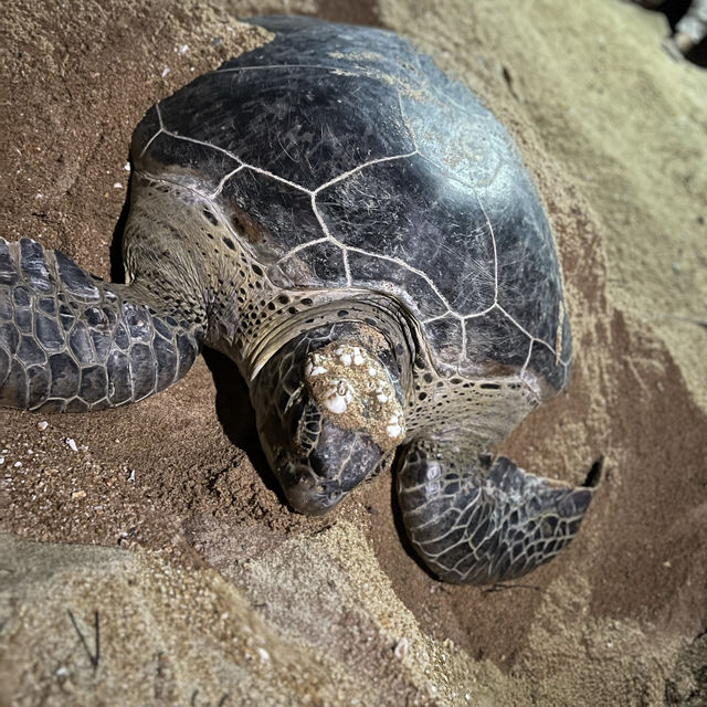Sea turtle 