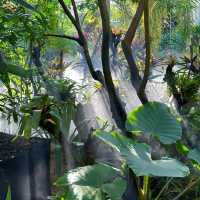 「下賀茂熱帶植物園：熱帶雨林奇景，原始自然之旅」