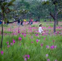 อุทยานแห่งชาติไทรทอง ชมทุ่งดอกกระเจียว