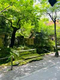 【神奈川県:北鎌倉】一面に広がる青の絶景！明月院！！