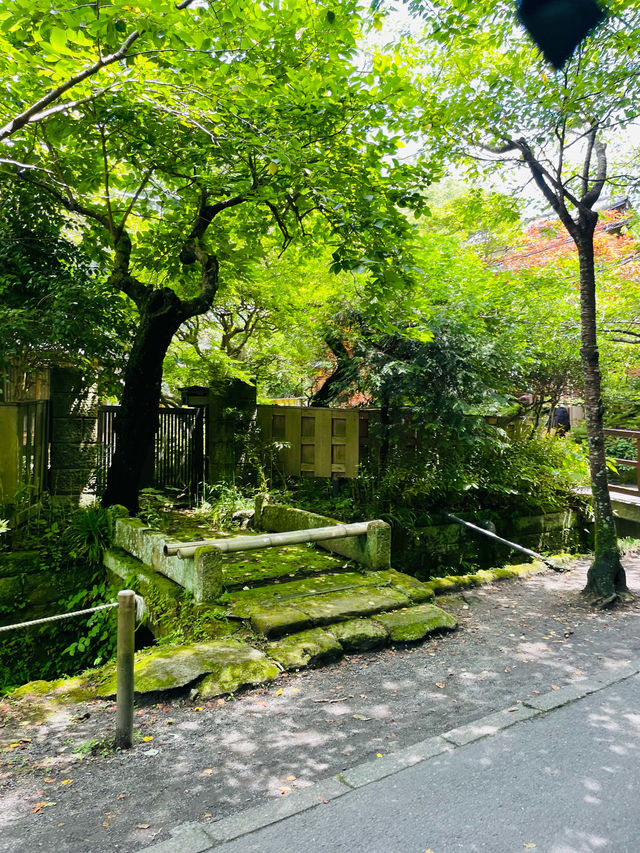 【神奈川県:北鎌倉】一面に広がる青の絶景！明月院！！