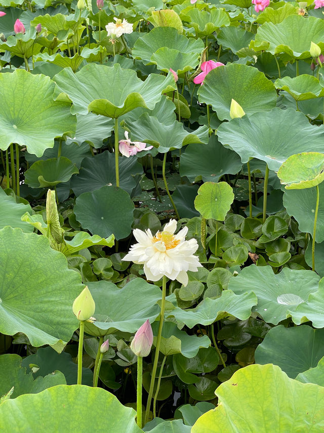 🪷연꽃으로 뒤덮인 이곳은 부산, 창원 근교에서 가까운 함안 연꽃테마파크입니다 :)🩷