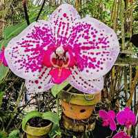 A Blooming Paradise in Bandung