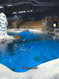 พาชมสัตว์ขั้วโลกเหนือที่ North Pole Encounter 🦭