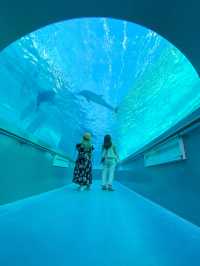 【和歌山】 イルカの水中トンネルが可愛い️🩵🐬くじらの博物館🐬✨