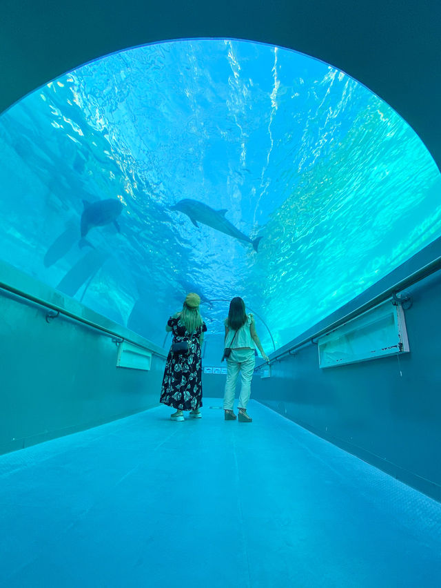 【和歌山】 イルカの水中トンネルが可愛い️🩵🐬くじらの博物館🐬✨