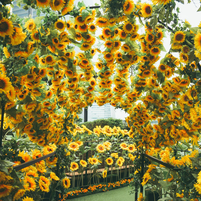 名古屋の中心でひまわり畑を楽しめる🌻