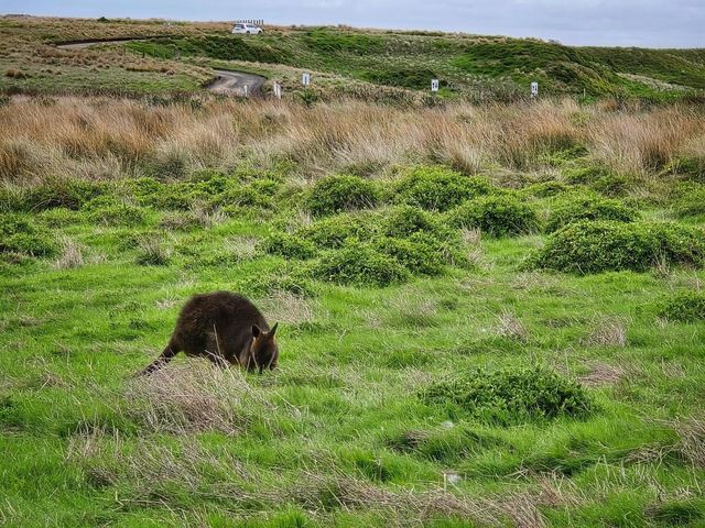 Philip Island, The Nobbies