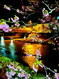 〜静岡県〜色あざかやな河津桜ライトアップ