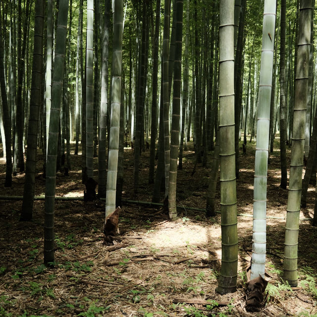 【栃木】るろうに剣心のロケ地🎋「若竹の杜 若山農場」