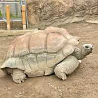 平川動物園-温泉、美景、可愛的動物，三者兼得
