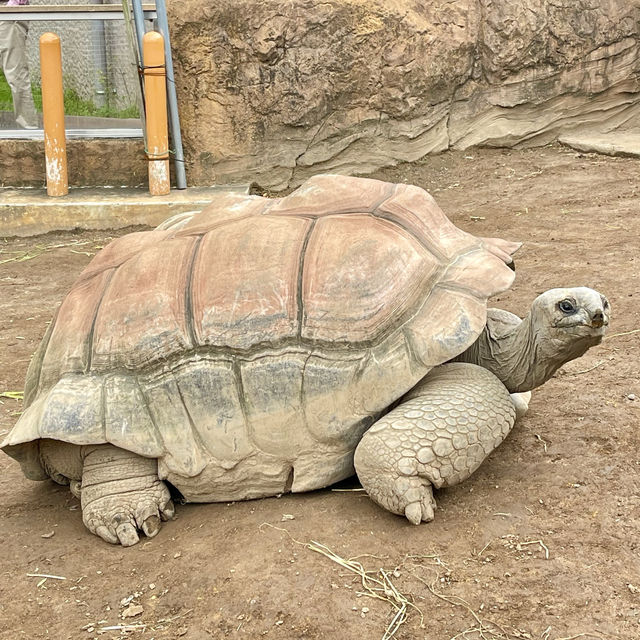 平川動物園-温泉、美景、可愛的動物，三者兼得